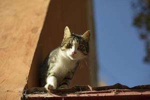 Katze auf dem Dach. das Haustier lief weg. foto