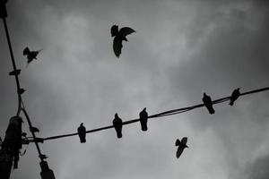 Tauben auf Drähten. Ein grauer Tag mit Vögeln. viele stadtvögel vor dem hintergrund der wolken. foto