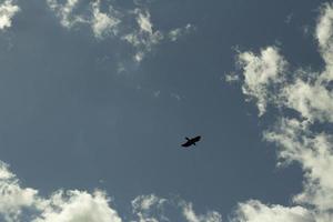 ein Vogel am Himmel. der Rabe fliegt zwischen den Wolken. foto