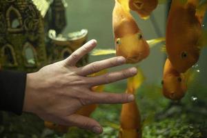 Hand auf dem Hintergrund von Fischen. Fische im Aquarium. foto