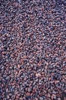 frische natürliche Bio-Kakaobohnen foto