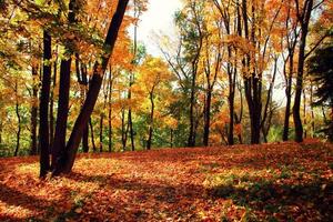 Bunte helle Blätter, die in den herbstlichen Park fallen. foto