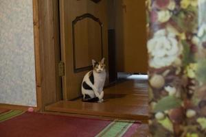 Katze im Innenraum. eine katze in einer wohnung im stil des sowjetischen lebens. süßes haustier im alten innenraum. foto