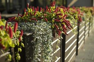 rote Pflanze. weiche Kräuter. Blumen aus dem Topf. foto