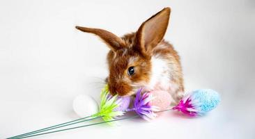 osterbraun mit weißen flecken ein kleines kaninchen springt in der nähe der ostereier auf weißem hintergrund. das konzept der osterferien. foto