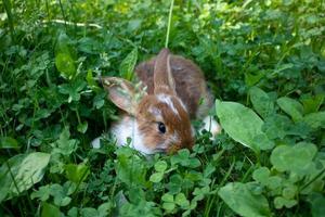 Ein kleines braunes Kaninchen versteckt sich an einem hellen, sonnigen Sommertag im grünen Gras foto