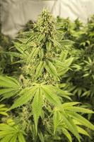 große Marihuana-Knospe mit Kristallen auf Zimmerpflanze