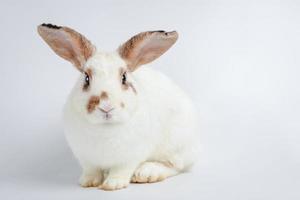 süßes kleines weißes kaninchen mit langen ohren sitzt auf einem weißen boden. es ist ein Wirbeltier, ein Säugetier. Ostern-Konzept. weißer Hintergrund foto
