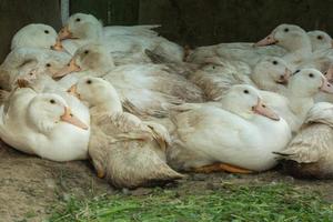 Herde weißer Hausgänse. Ranch-Entenfütterung foto