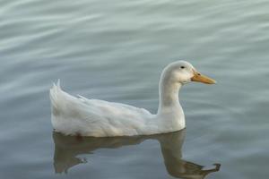 Weiße Ente, die im See schwimmt foto