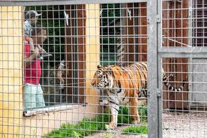 vater und kind stehen im zoo und schauen sich tiger im käfig an foto