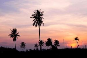 Silhouette der Kokospalme mit Dämmerungshimmel foto