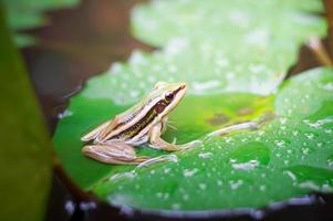 grüner Frosch oder grüner Reisfrosch, der auf einem Lotutblatt in einem Teich sitzt foto