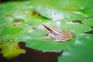 grüner Frosch oder grüner Reisfrosch, der auf einem Lotutblatt in einem Teich sitzt foto