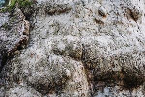 Rinde des alten Baumes aus nächster Nähe foto