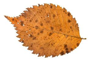 Rückseite des Herbstes verfallenes löchriges Blatt der Ulme foto