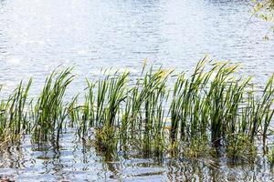 Rohrblätter im Wasser des von der Sonne beleuchteten Teichs foto
