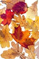 getrocknete Herbstahorn- und Eichenblätter foto