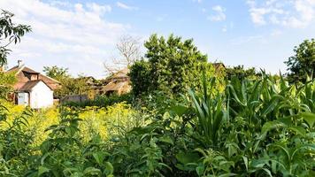 Panoramablick auf den grünen Hausgarten im Dorf