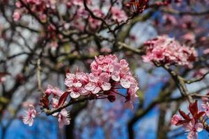 Schöne Kirsch- und Pflaumenbäume blühen im Frühling mit bunten Blumen foto