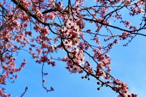 Schöne Kirsch- und Pflaumenbäume blühen im Frühling mit bunten Blumen foto