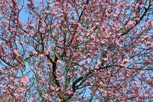 Schöne Kirsch- und Pflaumenbäume blühen im Frühling mit bunten Blumen foto