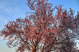 Schöne Kirsch- und Pflaumenbäume blühen im Frühling mit bunten Blumen foto
