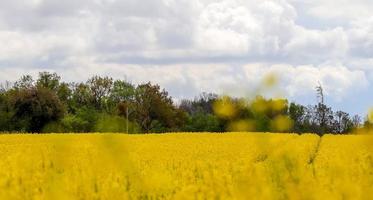 gelbes feld mit blühendem raps und baum vor blauem himmel mit wolken, naturlandschaftshintergrund mit kopierraum, deutschland europa foto