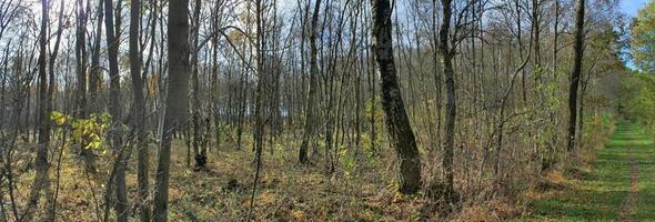 schöner Blick in einen dichten grünen Wald mit hellem Sonnenlicht, das tiefe Schatten wirft foto