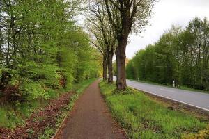 schöne aussicht auf landstraßen mit feldern und bäumen in nordeuropa foto