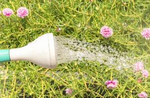 grüne Gießkanne mit Wassertropfen und rosa Blumenhintergrund foto