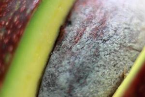 Avocado. Essen zur Vorbeugung von schlechtem Cholesterin foto