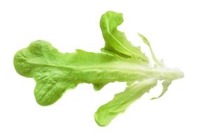 grünes Blatt von kultiviertem Salat Lactuca Sativa foto