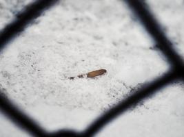 Samara-Samen, die auf einer dicken Schneeschicht auf dem Boden liegen, umrahmt von einem Zaunstück aus Diamantdraht foto