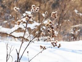 Getrocknete Distel am Waldrand im Winter foto