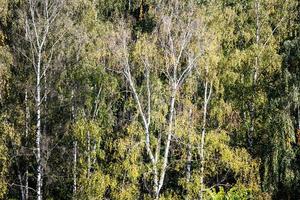 Birken im grünen dichten Wald an sonnigen Tagen foto