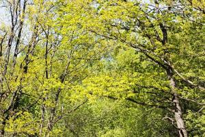 junges grünes Laub von Bäumen im Wald im Frühjahr foto