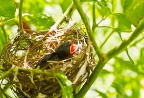 Baby-Rotkehlchen in einem Nest foto