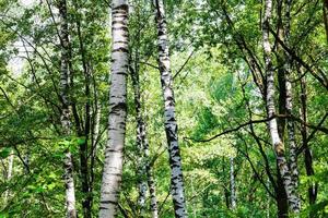 Birken im grünen Wald an sonnigen Sommertagen foto