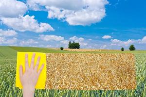 Hand löscht grünes Weizenfeld durch gelbes Tuch foto