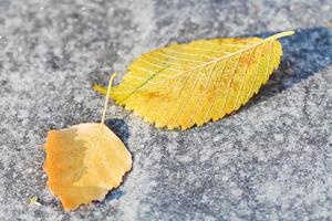 erste Fröste und abgefallene Birkenblätter foto