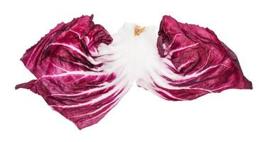 einzelnes Blatt Radicchio-Blatt-Chicorée isoliert foto