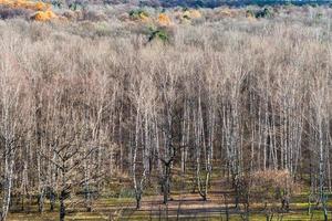 Rand des Herbstwaldes mit kahlen Bäumen foto