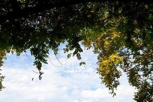 Baumkronen mit grünen, gelben Herbstblättern foto