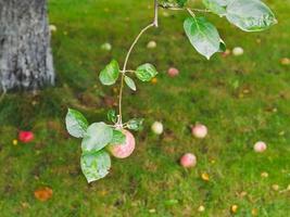 Apfel am Ast über abgefallenen reifen Früchten foto