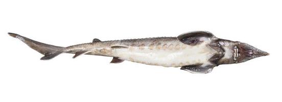 Bauch frischer Störfische isoliert auf weiß foto