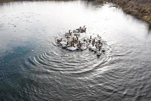 gänse im wasser, schwimmen auf dem fluss, sonniger tag foto