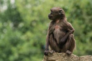 Ein einzelner lieber Gelada-Affe sitzt auf einem Stein foto