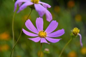 rosa und weiße Blüten der Cosmea auf grünem Hintergrund. Kosmos cav Blume Nahaufnahme. foto