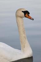 ein weißer Schwan am Abend foto